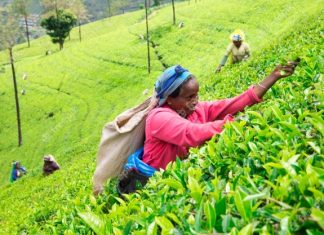Feel the real taste of a good cuppa – Ceylon Tea