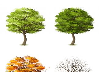 රන් තෙලඹු ගස