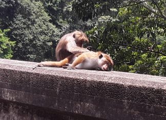 Love is… – ප්රේමය නම්…