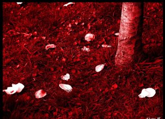 What is an Avent – Garde film