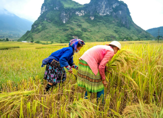 ශ්රී ලංකාවේ වී වගාව