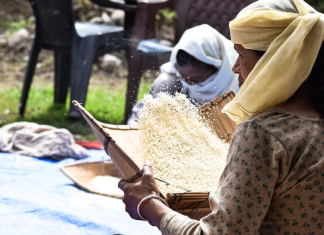 Rice Cultivation in Sri Lanka