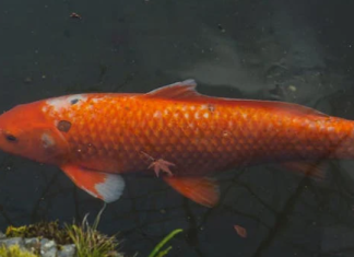 THE ORNAMENTAL FISH INDUSTRY IN SRI LANKA