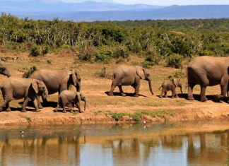 නිමක් නැති අලි – මිනිස් ගැටුම..