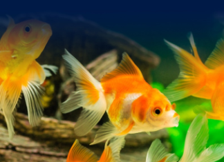 ශ්රී ලංකාවේ විසිතුරු මත්ස්ය කර්මාන්තය