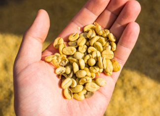 සිරිලක කෝපි වගාව ගැන දත් නොදත් තතු බිඳක්..