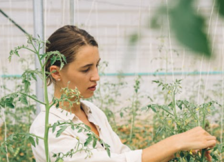 The Fundamentals of Agricultural Economics and Its Role in Rural Development