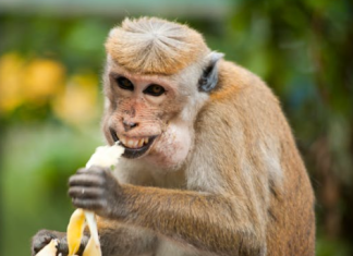 Sri Lanka Through the Lens: Capturing a World of Stories and Beauty